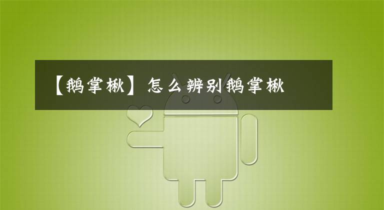 【鹅掌楸】怎么辨别鹅掌楸