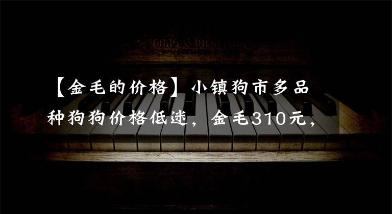 【金毛的价格】小镇狗市多品种狗狗价格低迷，金毛310元，斑点520元