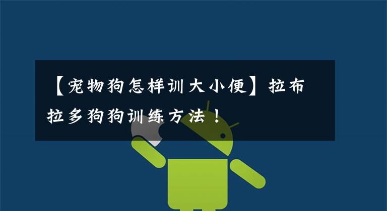 【宠物狗怎样训大小便】拉布拉多狗狗训练方法！