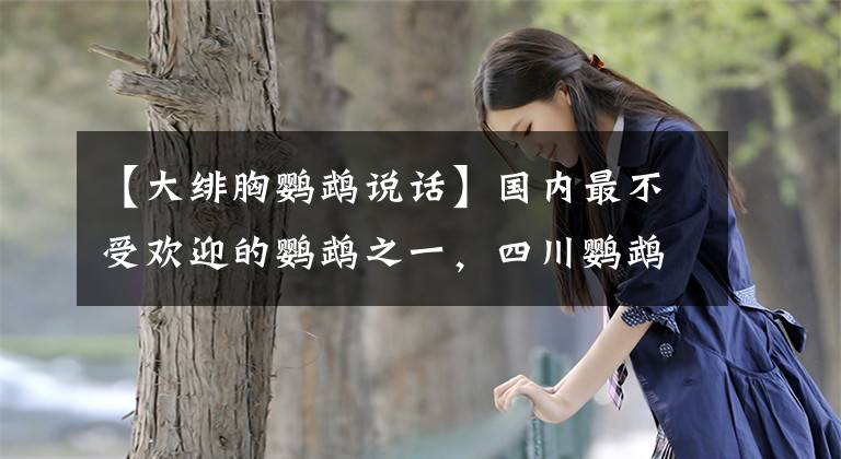【大绯胸鹦鹉说话】国内最不受欢迎的鹦鹉之一，四川鹦鹉属于国产鹦鹉，你有见过吗？