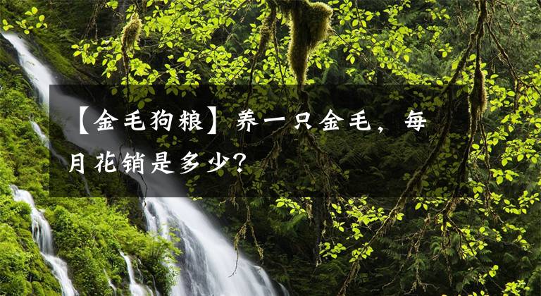 【金毛狗粮】养一只金毛，每月花销是多少？