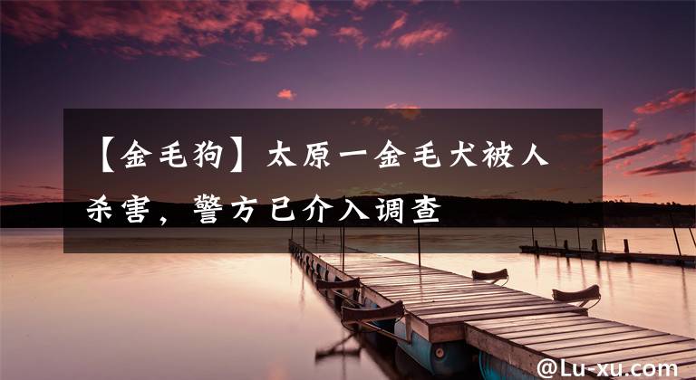 【金毛狗】太原一金毛犬被人杀害，警方已介入调查