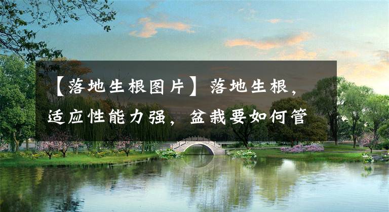 【落地生根图片】落地生根，适应性能力强，盆栽要如何管理呢？