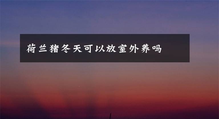荷兰猪冬天可以放室外养吗