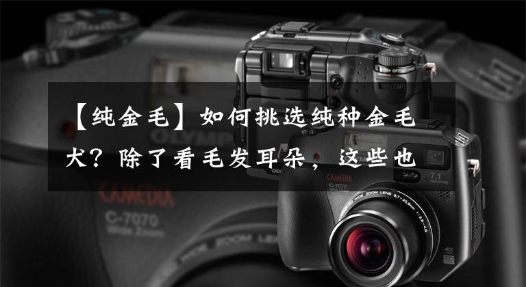 【纯金毛】如何挑选纯种金毛犬？除了看毛发耳朵，这些也要看