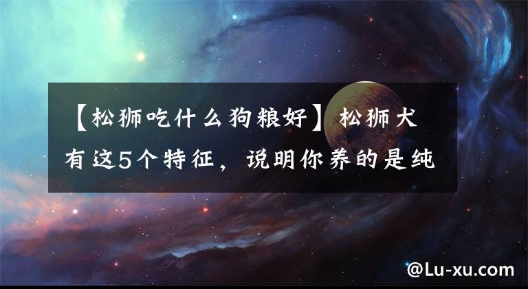 【松狮吃什么狗粮好】松狮犬有这5个特征，说明你养的是纯种的，你家的占了几个？