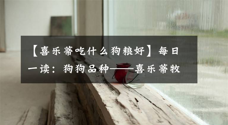【喜乐蒂吃什么狗粮好】每日一读：狗狗品种——喜乐蒂牧羊犬
