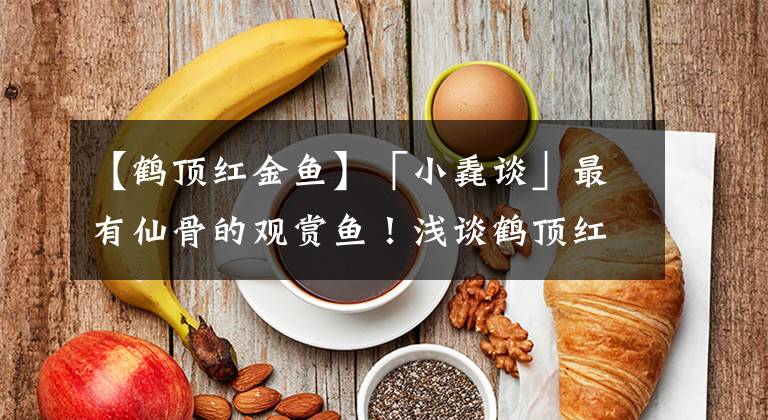 【鹤顶红金鱼】「小毳谈」最有仙骨的观赏鱼！浅谈鹤顶红金鱼