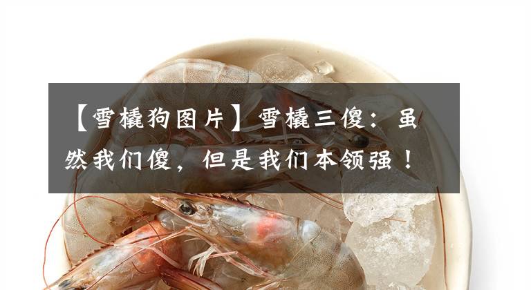 【雪橇狗图片】雪橇三傻：虽然我们傻，但是我们本领强！雪橇犬不是你想当就能当