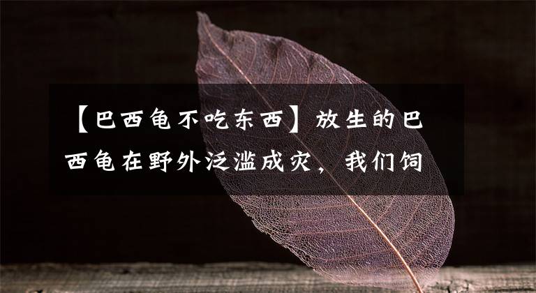 【巴西龟不吃东西】放生的巴西龟在野外泛滥成灾，我们饲养总是死，这是为什么？