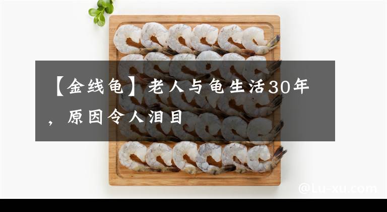 【金线龟】老人与龟生活30年，原因令人泪目