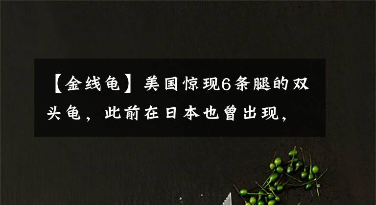 【金线龟】美国惊现6条腿的双头龟，此前在日本也曾出现，和海洋污染有关？