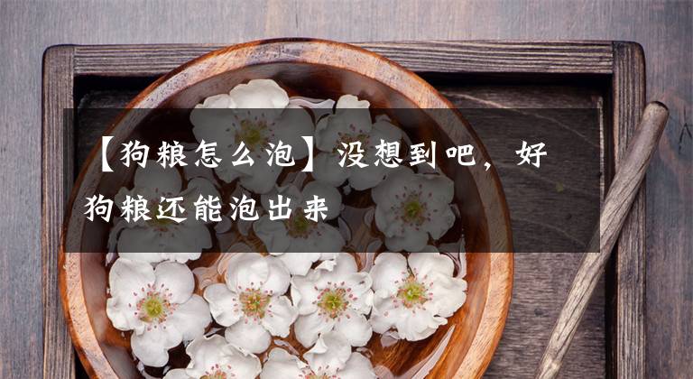 【狗粮怎么泡】没想到吧，好狗粮还能泡出来