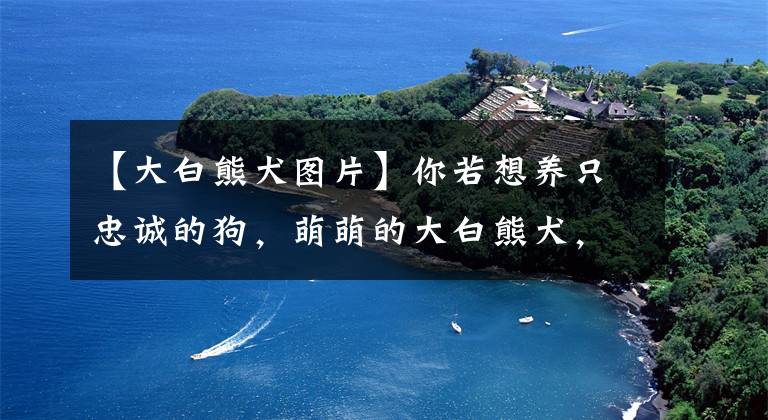 【大白熊犬图片】你若想养只忠诚的狗，萌萌的大白熊犬，是当今世界上最忠诚的狗