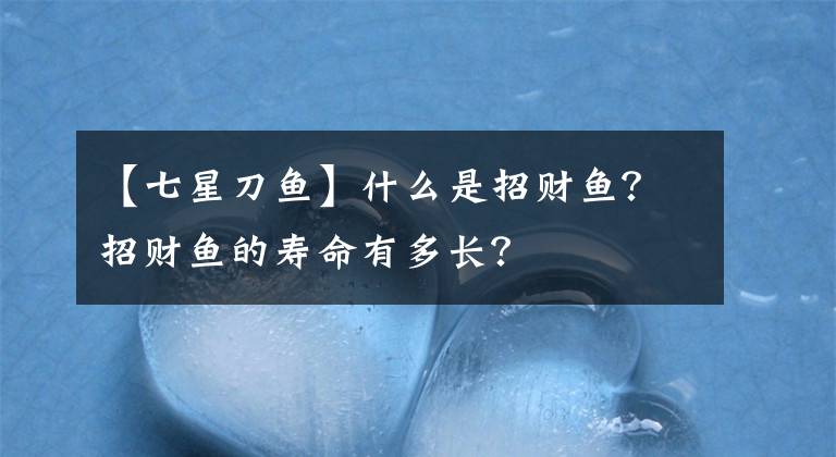 【七星刀鱼】什么是招财鱼？招财鱼的寿命有多长？