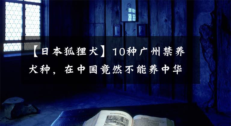 【日本狐狸犬】10种广州禁养犬种，在中国竟然不能养中华田园犬？