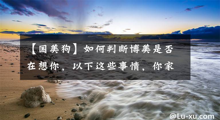 【国美狗】如何判断博美是否在想你，以下这些事情，你家狗子有做过几件？