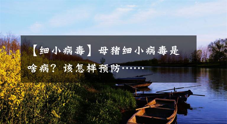 【细小病毒】母猪细小病毒是啥病？该怎样预防……