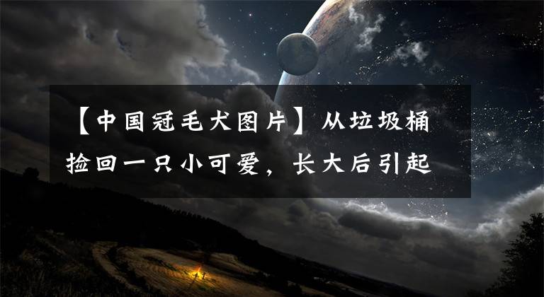 【中国冠毛犬图片】从垃圾桶捡回一只小可爱，长大后引起全网爆笑：太魔性了哈哈哈