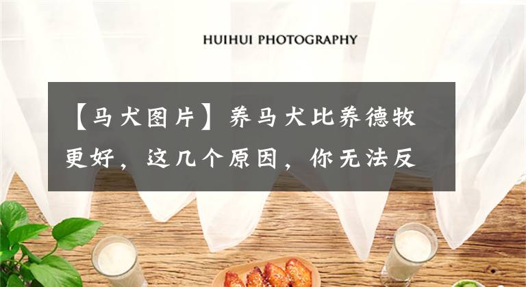 【马犬图片】养马犬比养德牧更好，这几个原因，你无法反驳