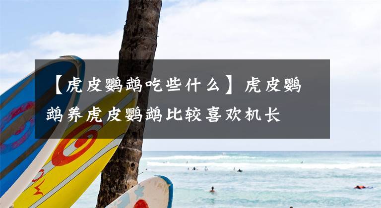 【虎皮鹦鹉吃些什么】虎皮鹦鹉养虎皮鹦鹉比较喜欢机长