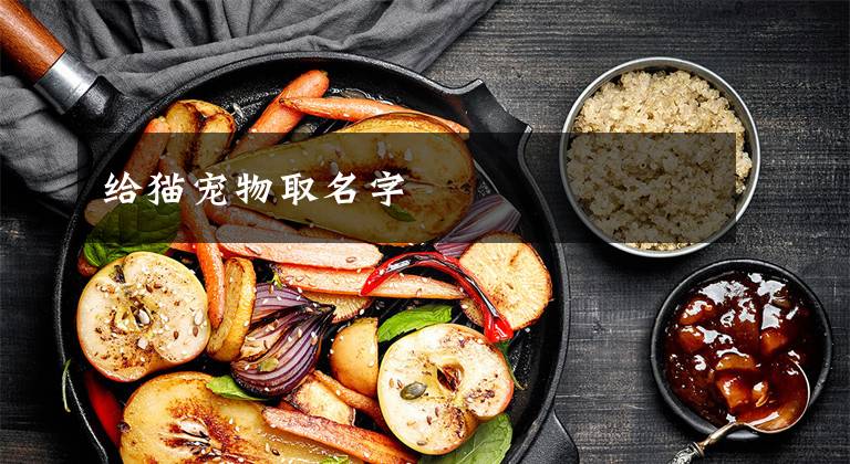 给猫宠物取名字
