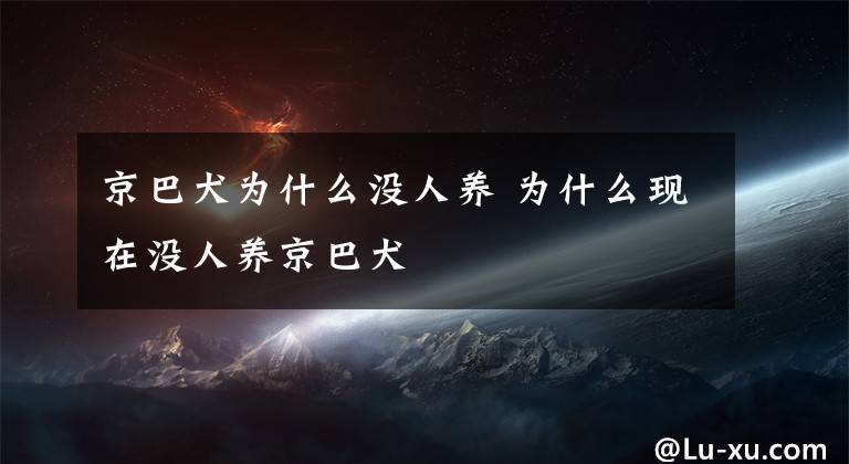 京巴犬为什么没人养 为什么现在没人养京巴犬