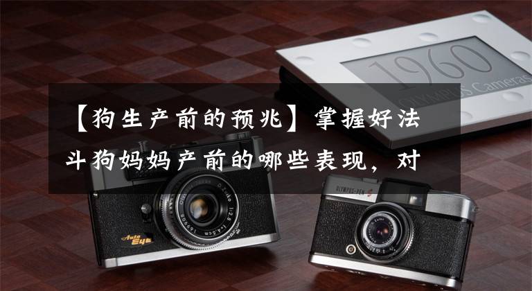 【狗生产前的预兆】掌握好法斗狗妈妈产前的哪些表现，对顺利产下狗宝宝，非常重要