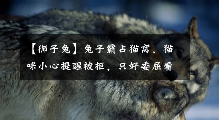 【狮子兔】兔子霸占猫窝，猫咪小心提醒被拒，只好委屈看主人：你看看它啦