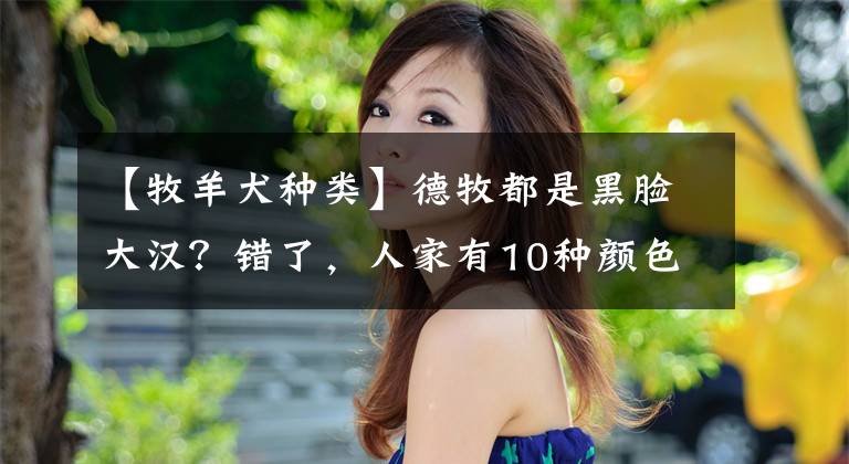 【牧羊犬种类】德牧都是黑脸大汉？错了，人家有10种颜色呢