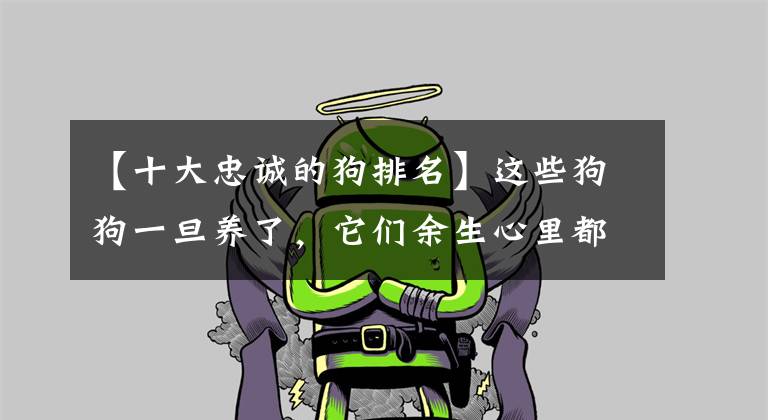 【十大忠诚的狗排名】这些狗狗一旦养了，它们余生心里都是你，十分忠诚