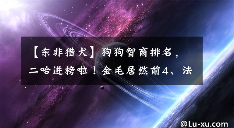 【东非猎犬】狗狗智商排名，二哈进榜啦！金毛居然前4、法斗却是50开外