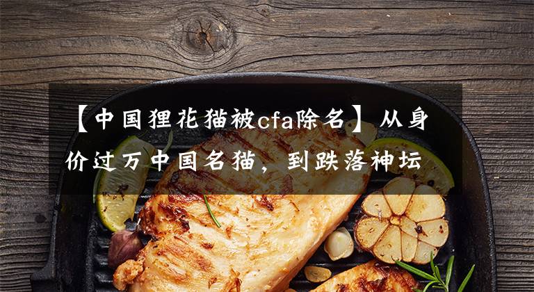 【中国狸花猫被cfa除名】从身价过万中国名猫，到跌落神坛成中国土猫，狸花猫做错了什么？