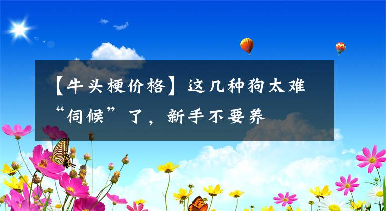 【牛头梗价格】这几种狗太难“伺候”了，新手不要养