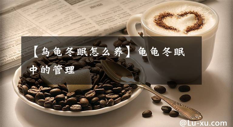 【乌龟冬眠怎么养】龟龟冬眠中的管理