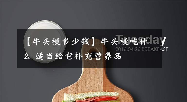 【牛头梗多少钱】牛头梗吃什么 适当给它补充营养品