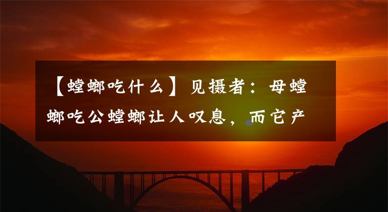 【螳螂吃什么】见摄者：母螳螂吃公螳螂让人叹息，而它产卵的本领更堪称科学家！