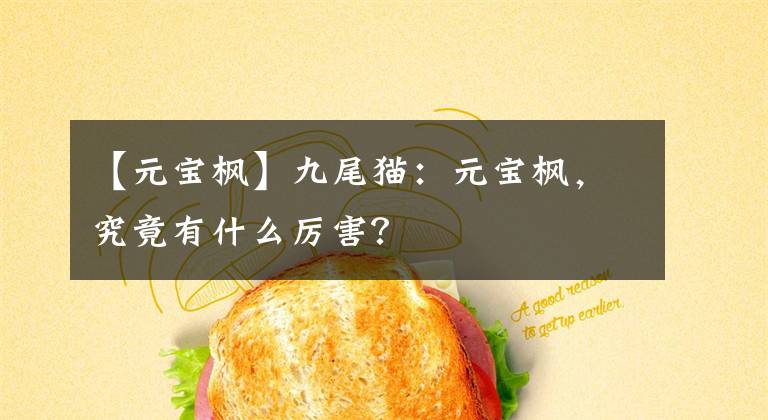 【元宝枫】九尾猫：元宝枫，究竟有什么厉害？