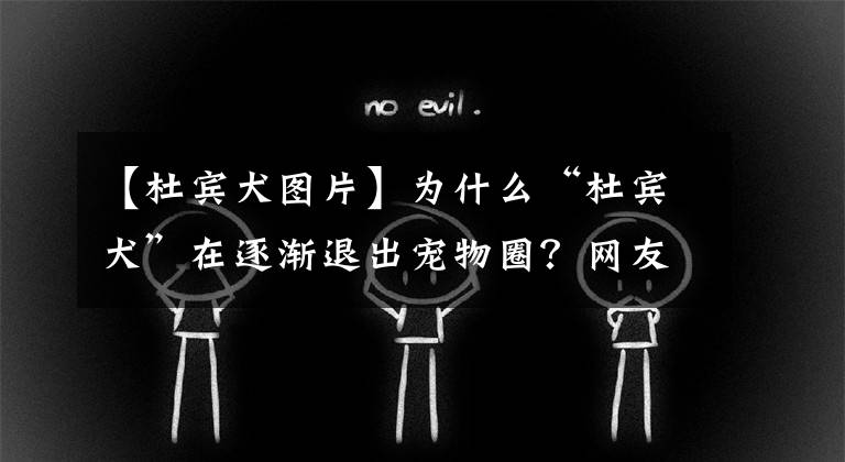 【杜宾犬图片】为什么“杜宾犬”在逐渐退出宠物圈？网友：真的不好养