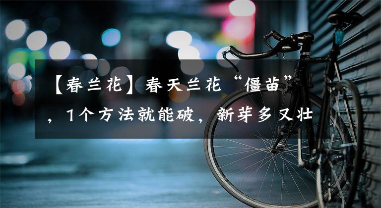 【春兰花】春天兰花“僵苗”，1个方法就能破，新芽多又壮