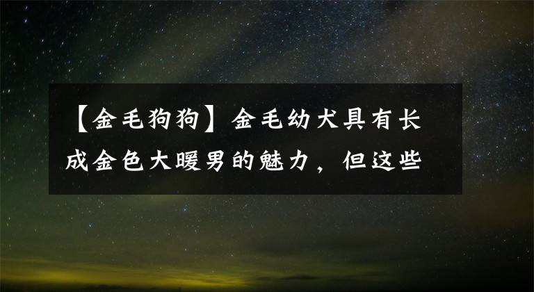 【金毛狗狗】金毛幼犬具有长成金色大暖男的魅力，但这些事项一定要注意