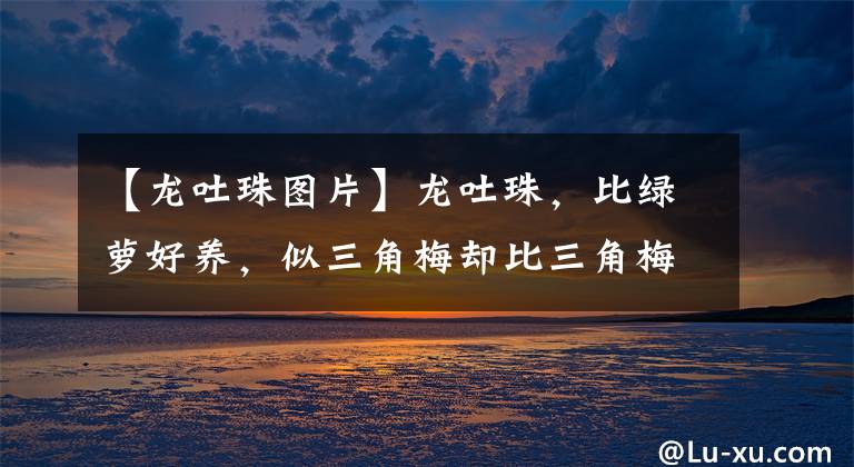 【龙吐珠图片】龙吐珠，比绿萝好养，似三角梅却比三角梅漂亮，开花很惊艳