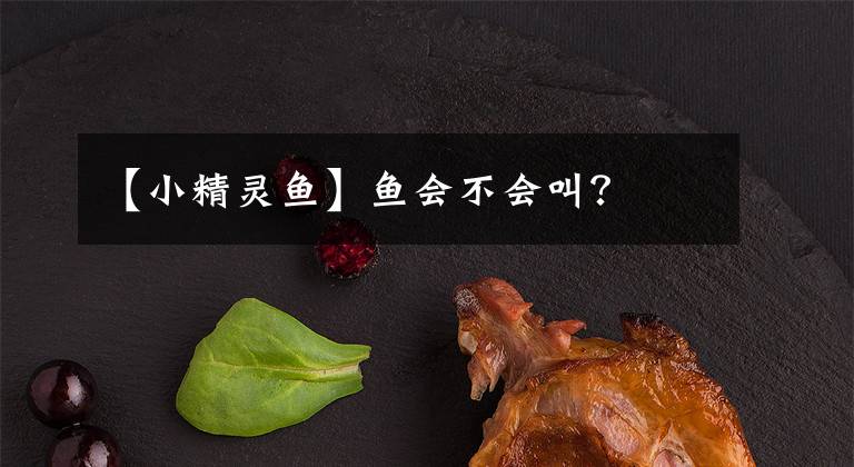 【小精灵鱼】鱼会不会叫？