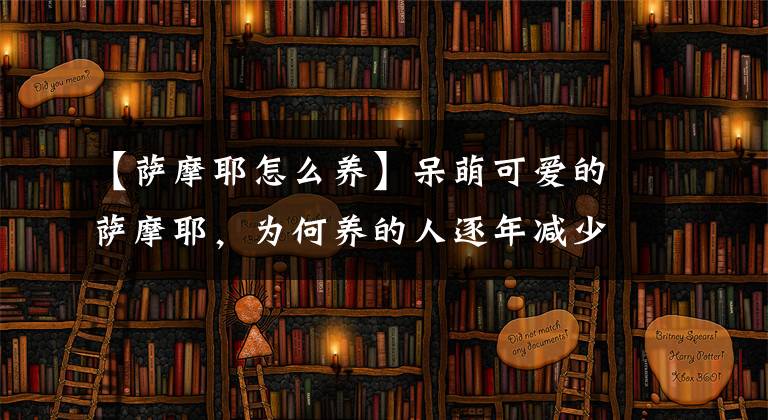 【萨摩耶怎么养】呆萌可爱的萨摩耶，为何养的人逐年减少呢？