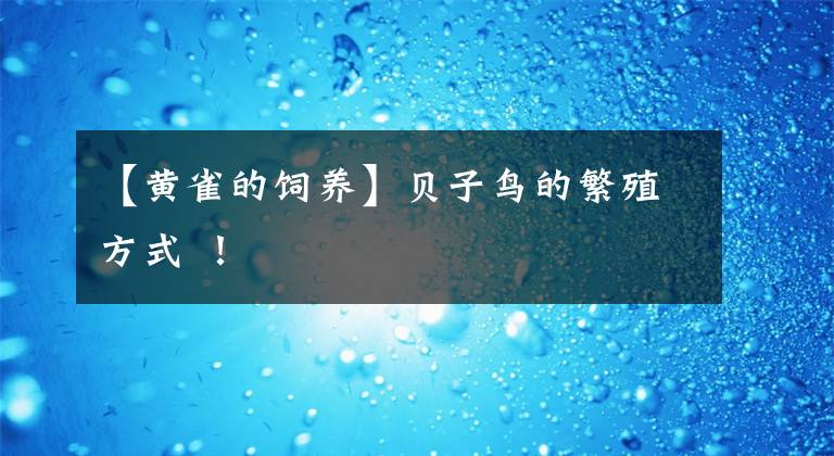 【黄雀的饲养】贝子鸟的繁殖方式 ！