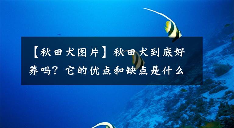 【秋田犬图片】秋田犬到底好养吗？它的优点和缺点是什么？知道了你还想养吗