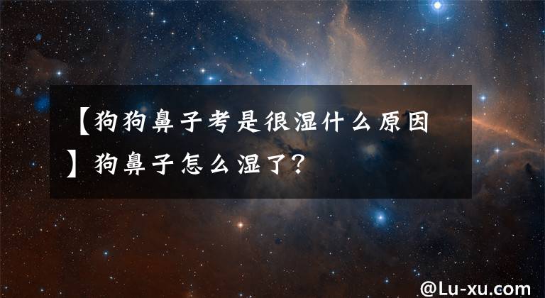 【狗狗鼻子考是很湿什么原因】狗鼻子怎么湿了？