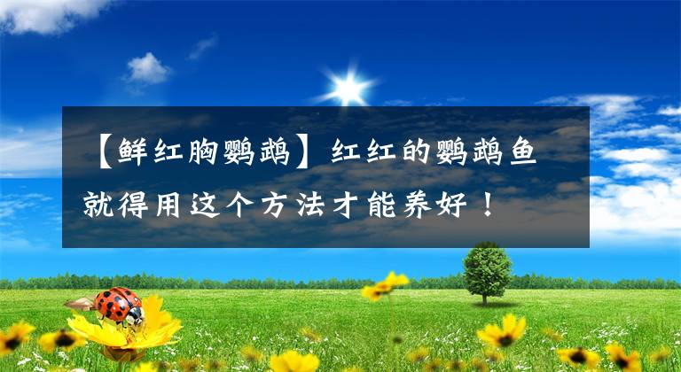 【鲜红胸鹦鹉】红红的鹦鹉鱼就得用这个方法才能养好！
