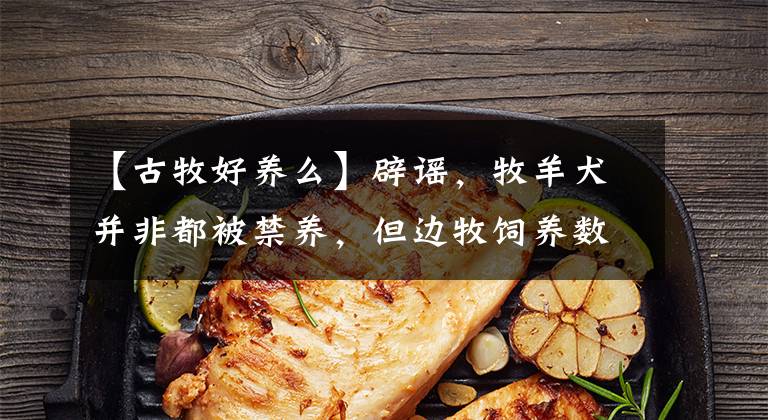 【古牧好养么】辟谣，牧羊犬并非都被禁养，但边牧饲养数量减少，离不开三点原因