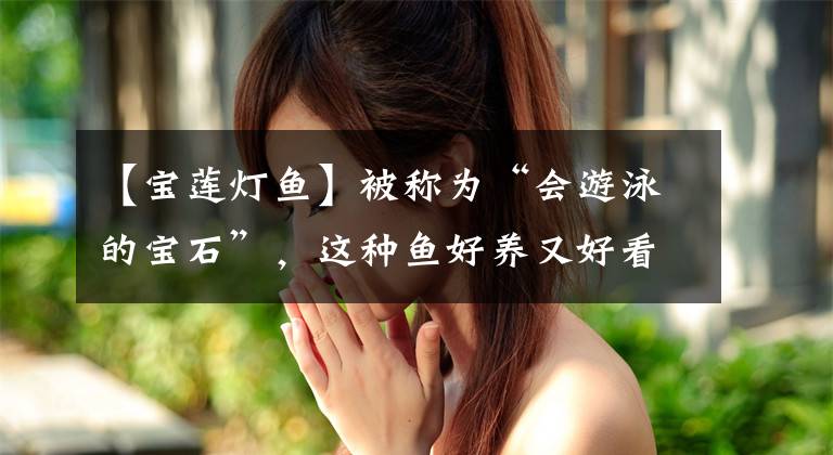 【宝莲灯鱼】被称为“会游泳的宝石”，这种鱼好养又好看